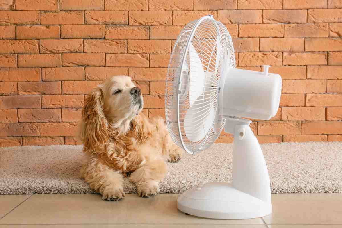 Cane ventilatore casa