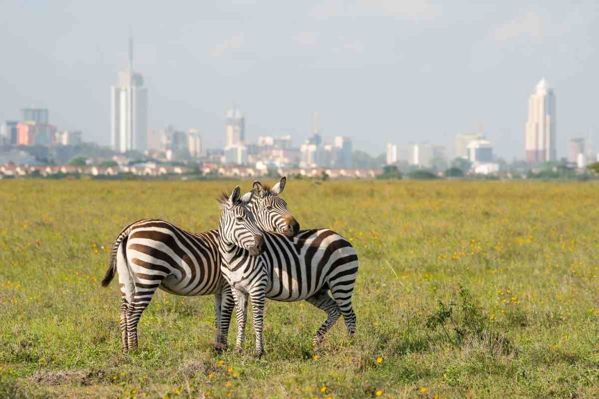 Nairobi, l'oasi di pace africana in cui vivere nel lusso