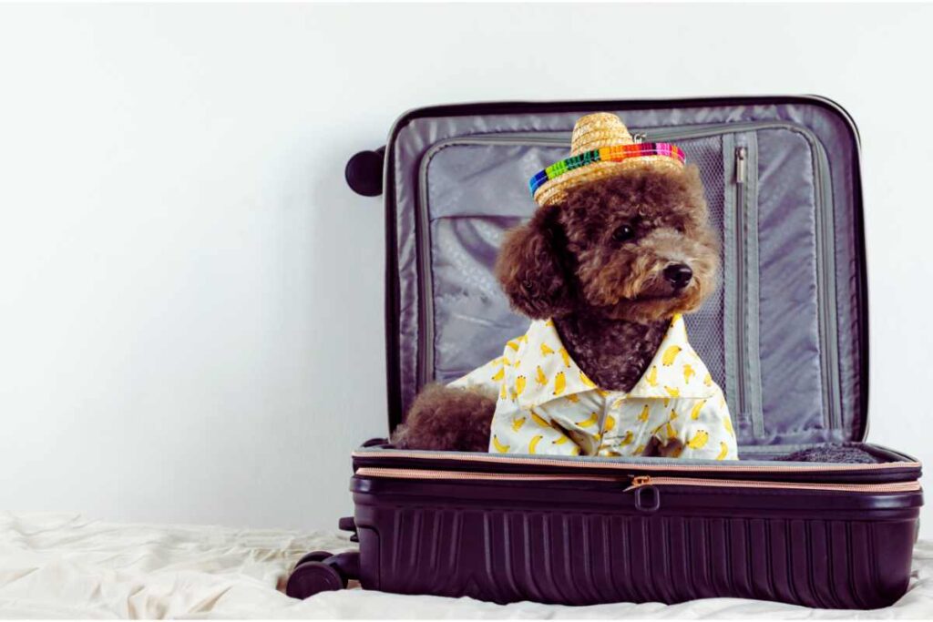 in questi Paesi non puoi viaggiare con gli animali