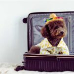 in questi Paesi non puoi viaggiare con gli animali
