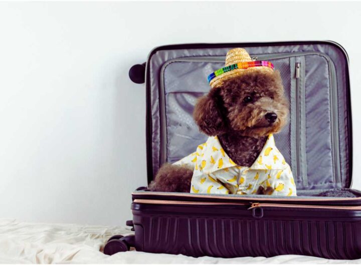 in questi Paesi non puoi viaggiare con gli animali