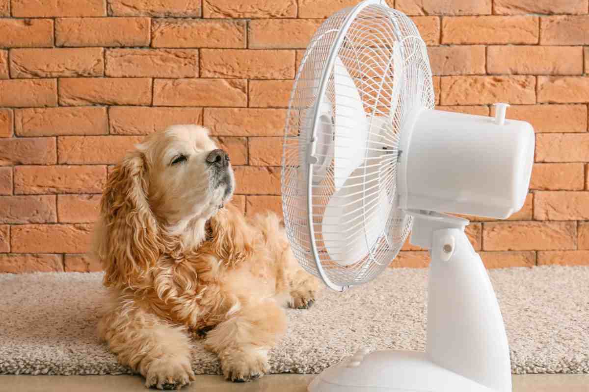 ventilatore