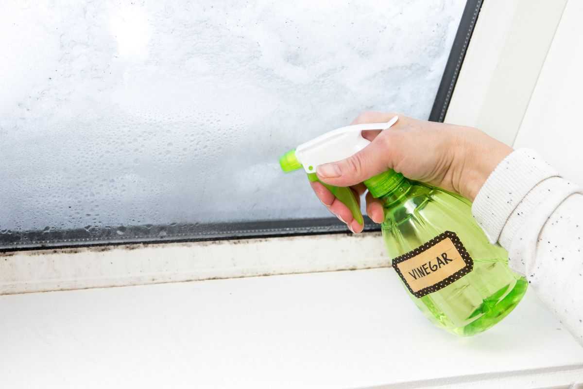 formiche addio, i rimedi naturali per combatterle definitivamente