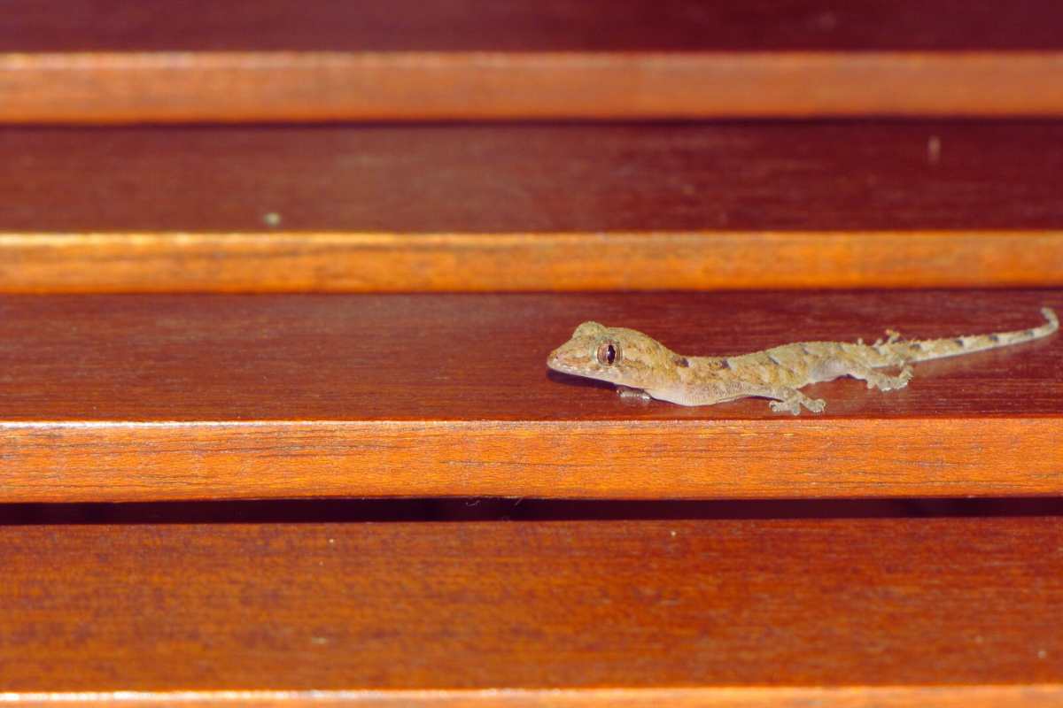 Basta gechi in casa, solo così li allontani senza ucciderli