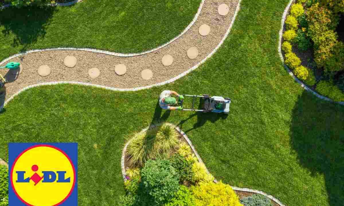 giardino lidl